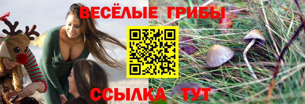 Галлюциногенные грибы Psilocybe  Вход с VPN  Котовск 